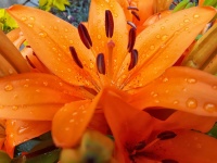 Floare portocalie