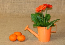 Gerberas à l'orange et oranges