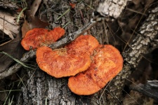 Orange Polypore Fungus on Tree