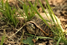 Tartaruga scatola ornato in erba