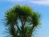 Palmierul și cerul albastru și vara