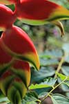Parrot Flower Heliconia