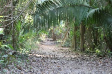 Sentiero nella giungla