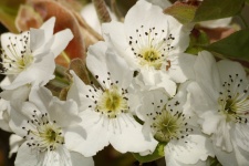 Pear Blossoms Close-up 3