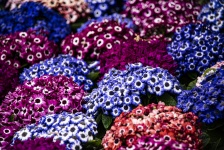 Clusters de flores de pericális