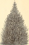 Picea glauca White Spruce Tree