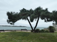Parasol Pine By The Sea
