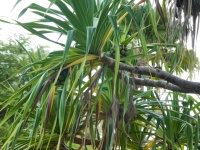 Ananasový strom