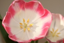 Roze en witte tulp bovenaanzicht