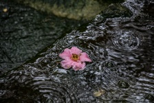 Pink Flower in Waterfall