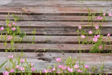 Różowe kwiaty i chodnik z drewna
