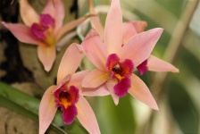 Pink Orchids Close-up