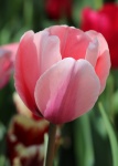 Pink Tulip Close-up