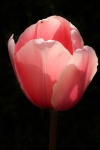 Pink Tulip on Black Close-up
