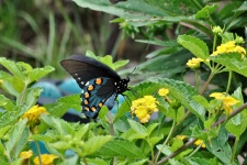 Pipevine Swallowtail Butterfly 2