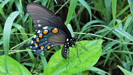 Pipevine Swallowtail Close-up