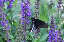 Pipevine Swallowtail On Blue Salvia