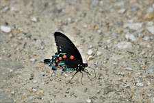 Pipevine Swallowtail no chão