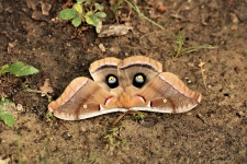 Polyphemus Moth On Ground