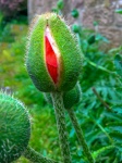 Capullo de flor de amapola