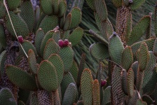 Cactusplanten van stekelige peren