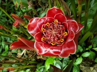 Flor de protea