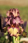 Paarse en gele Iris Close-up