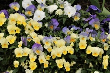 Purple And Yellow Pansies