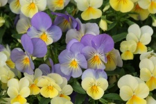 Pansies Pastello viola e giallo