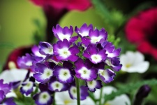 Purple Heliotrope Flowers Close-up