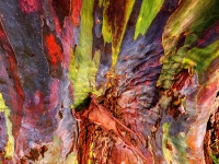Casca de árvore de goma de arco-íris