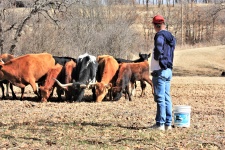 Rancher die zijn vee voedt