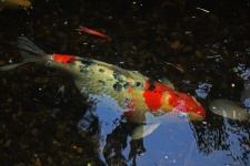 Red And White Koi Fish In A Pond