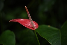 Red Anthurium In Rain Forest