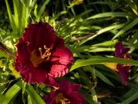 Red Daylily Flower