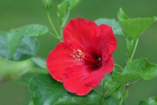 Red Hibiscus On Green Background
