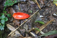 Red Leaf in the Rain Forest