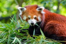 Roter Panda Ailurus fulgens