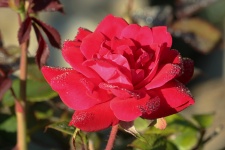 Rote Rose und Tau-Nahaufnahme