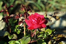 Rote Rose und Tau