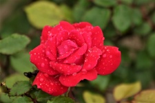 Rosa vermelha e gotas de chuva