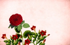 Красная роза фон