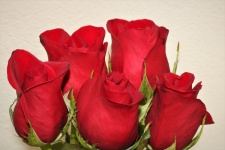 Red Roses On White Close-up