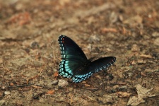 Red-spotted Purple Butterfly 2