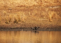 Reed Cormorant With Wings Spread