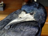 Pássaro de corvo recheado assustador