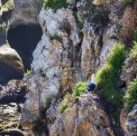 Seagull On Sea Cliffs