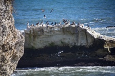 Pescăruși și pelicani