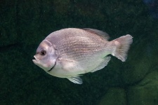 Silver Fish In Aquarium