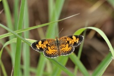 Silvery Checkerspot Butterfly 5